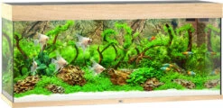 Juwel Aquarium Rio 240 LED Licht Eiken